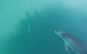 Stock Video Dolphin Swimming In The Ocean For PC