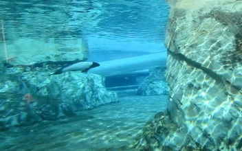 Stock Video Dolphin Swimming In A Tank For PC