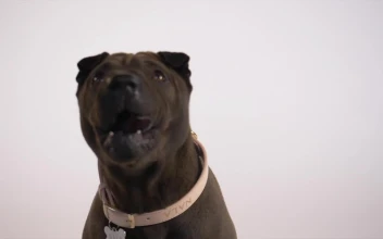 Stock Video Dog With Its Tongue Out For PC