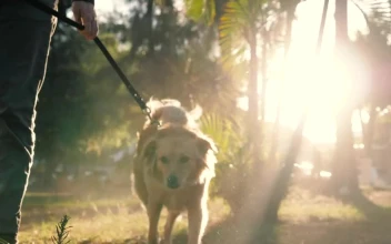 Stock Video Dog Walking With Its Owner In A Park For PC