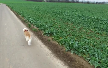 Stock Video Dog Walking By An Agriculture Green Field For PC