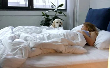 Stock Video Dog Waking Up Their Owner For PC