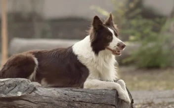 Stock Video Dog Sitting On Log For PC