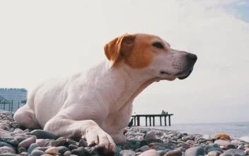 Stock Video Dog Resting On The Rocks In The Beach For PC