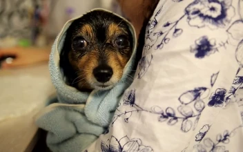 Stock Video Dog Relaxing After A Bath For PC