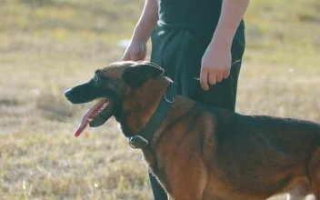 Stock Video Dog Panting While Being Petted By His Owner For PC