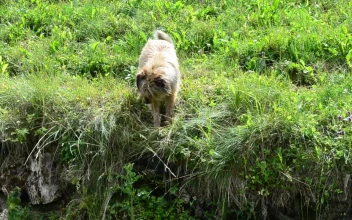 Stock Video Dog Looking Down Into A Stream For PC