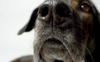 Stock Video Dog Licking For PC