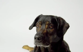 Stock Video Dog Catching Food In Slow Motion For PC