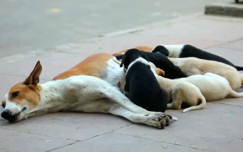Stock Video Dog Cubs Eating From Their Mother For PC