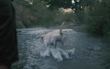 Stock Video Dog Catches A Ball In A River For PC