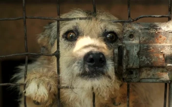 Stock Video Dog Asking For Petting Behind A Cage For PC