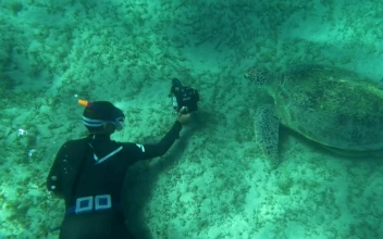 Stock Video Diver Taking A Photo Of A Sea Turtle For PC