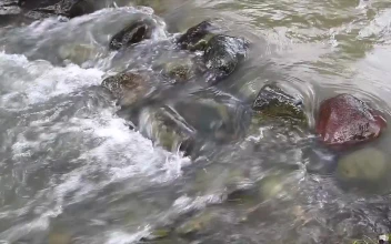 Stock Video Dirty Stream Flowing Over Pebbles For PC