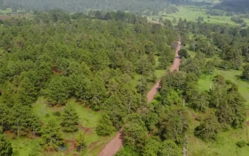Stock Video Dirt Road That Crosses A Forest From Above For PC