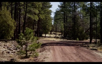 Stock Video Dirt Road In The Sedona Forest For PC