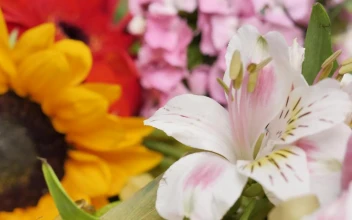 Stock Video Different Types Of Flowers Close Up Shot For PC