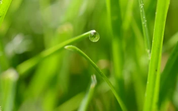 Stock Video Dew Dripping From Bright Grass For PC