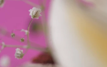Stock Video Details Of A Flower On A Pink Background For PC