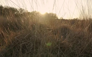 Stock Video Detailed View Of The Dry Herbs Of A Desert For PC
