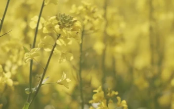 Stock Video Detailed Shot Of Flowering Crops For PC
