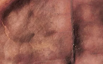 Stock Video Detailed Image Of A Dry Tree Leaf For PC