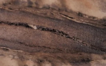 Stock Video Detail View Of The Texture Of A Wooden Board For PC