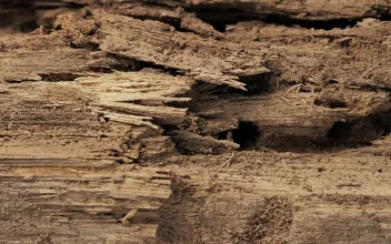 Stock Video Detail Of A Piece Of Old Wood For PC