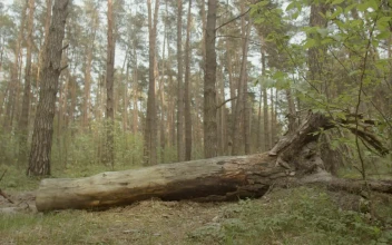 Stock Video Depressed Man Resting On A Log In The Woods For PC