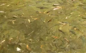 Stock Video Mixkit Fish Feeding In A Large Pond Smal For PC