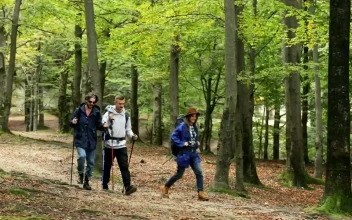 Stock Video Friends Going Camping In The Woods For PC