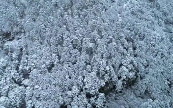 Stock Video Fresh Snow Covering A Deep Forest For PC