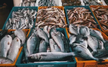 Stock Video Fresh Fish Ready For Sale In The Market For PC