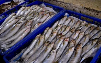 Stock Video Fresh Fish On Ice Trays Ready For Sale For PC