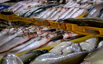 Stock Video Fresh Fish On Ice Trays In The Market For PC