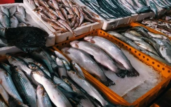 Stock Video Fresh Fish On Ice Trays For PC