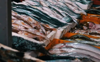 Stock Video Fresh Fish Merchandise In The Market For PC
