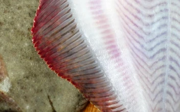 Stock Video Fresh Fish Fillets For PC