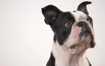 Stock Video French Bulldog Eating A Treat In Slow Motion For PC