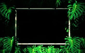 Stock Video Frames Between Tropical Tree Leaves Loop Video For PC
