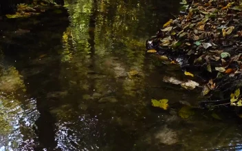 Stock Video Forest Stream With Fallen Leaves For PC