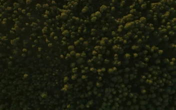 Stock Video Forest Of Abundant Trees Traveled From Above For PC