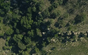 Stock Video Forest Near A Train Railway Top Shot For PC