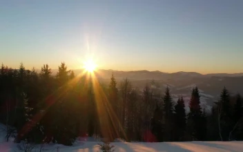 Stock Video Forest In Winter At Dusk Low Aerial Shot For PC