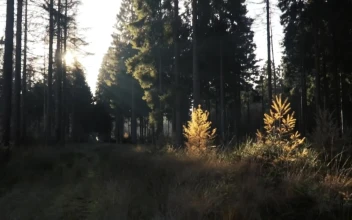 Stock Video Forest Illuminated By The Suns Rays For PC