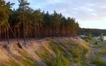 Stock Video Forest Full Of Trees Next To A Valley For PC