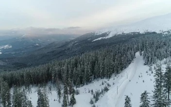 Stock Video Forest Full Of Pines In A Mountainous Area Aerial For PC