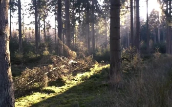 Stock Video Forest During The Morning For PC
