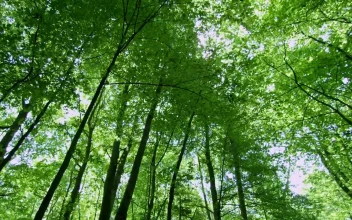 Stock Video Forest During The Summer For PC