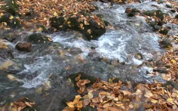 Stock Video Forest Creek In Autumn For PC